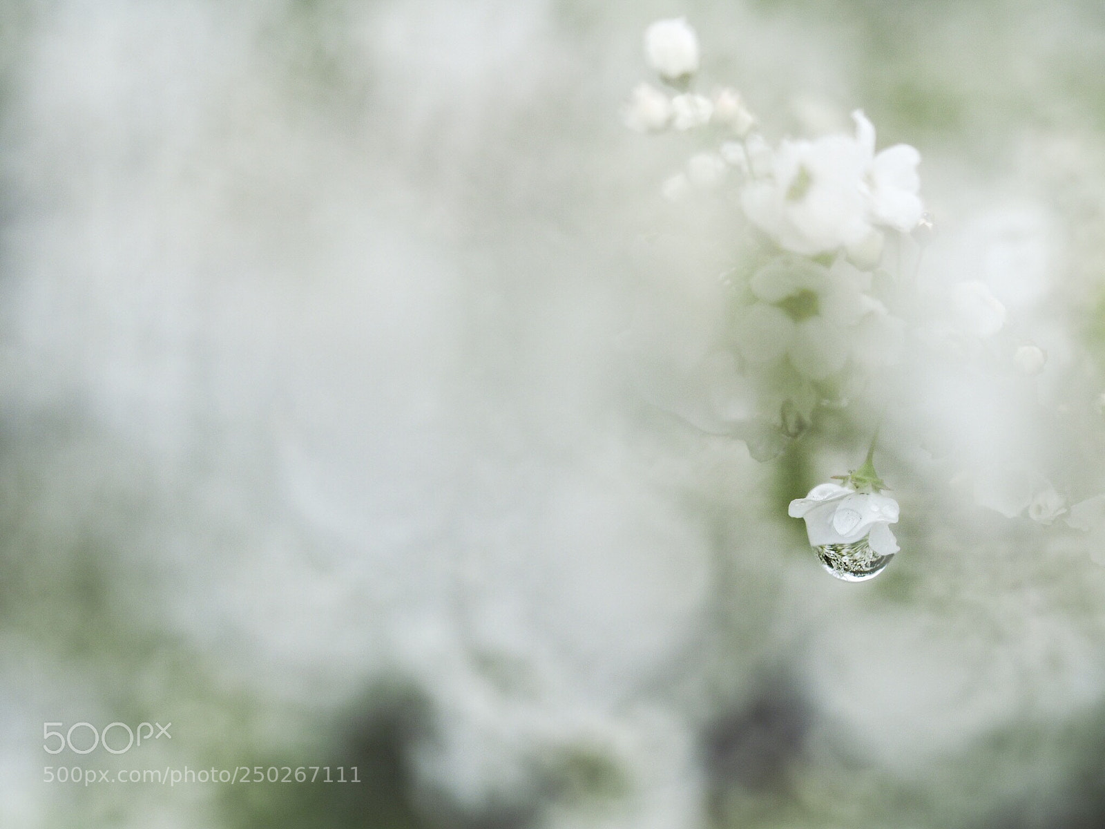 Olympus OM-D E-M1 sample photo. Snow flower photography