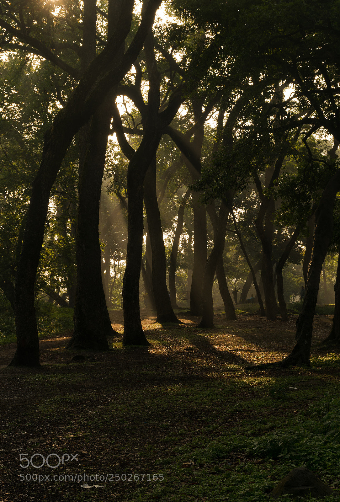 Nikon D5300 sample photo. Early morning sunray hitting photography