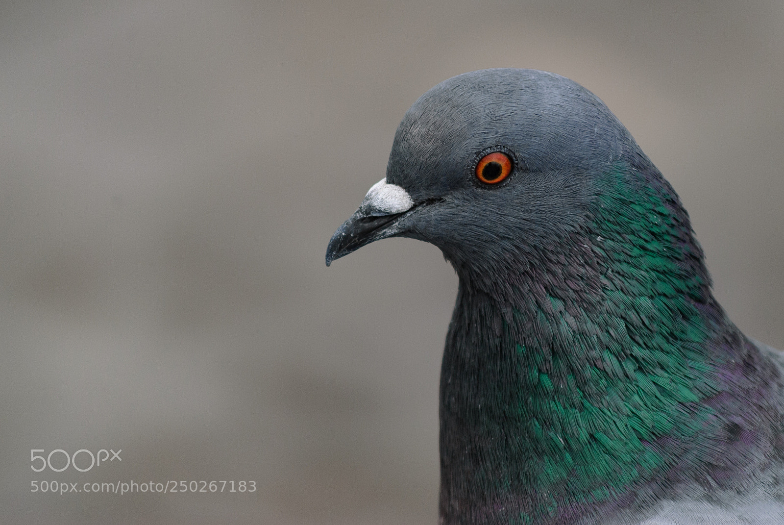 Nikon D3000 sample photo. Green pigeon photography