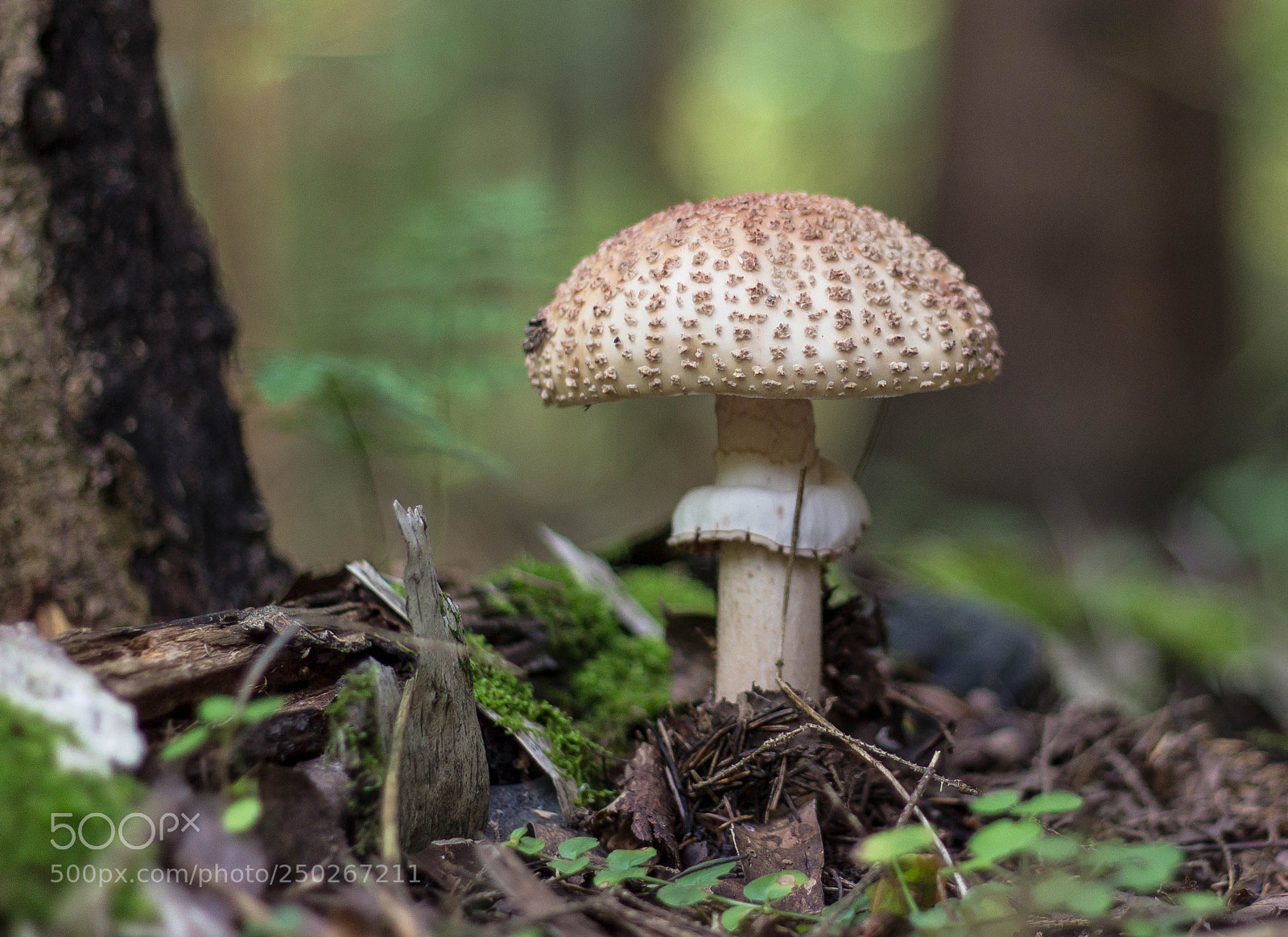 Canon EOS 600D (Rebel EOS T3i / EOS Kiss X5) sample photo. Amanita photography