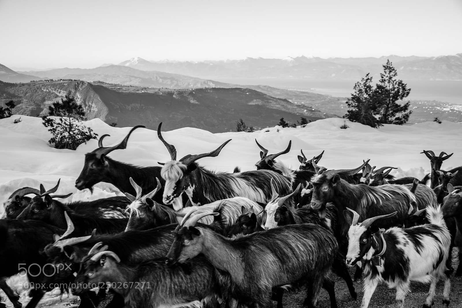 Nikon D7200 sample photo. Goats photography