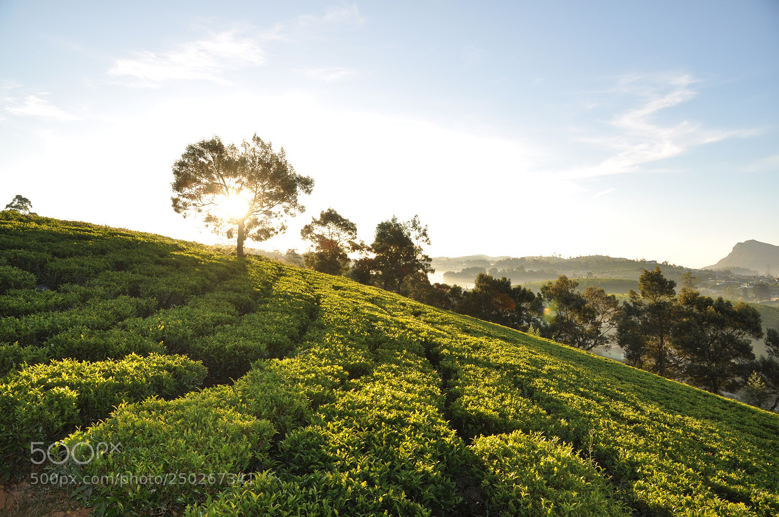 Nikon D90 sample photo. Tea plantation s nuvara photography