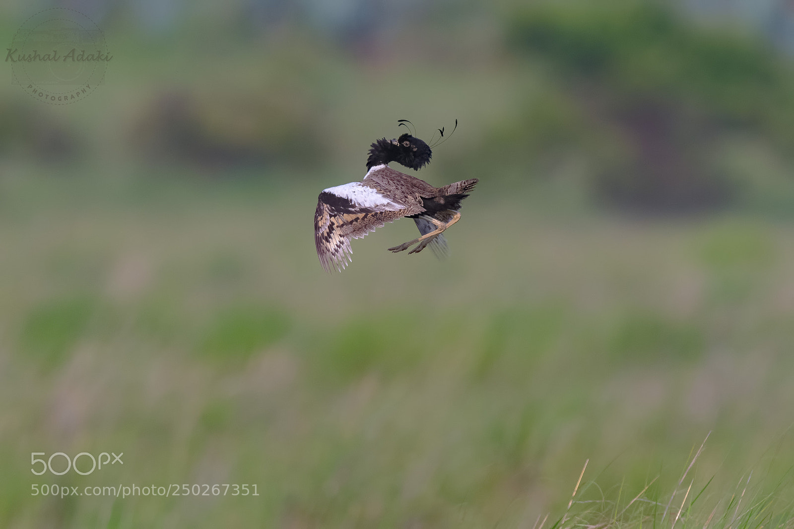 Nikon D500 sample photo. Lesser florican (male) photography