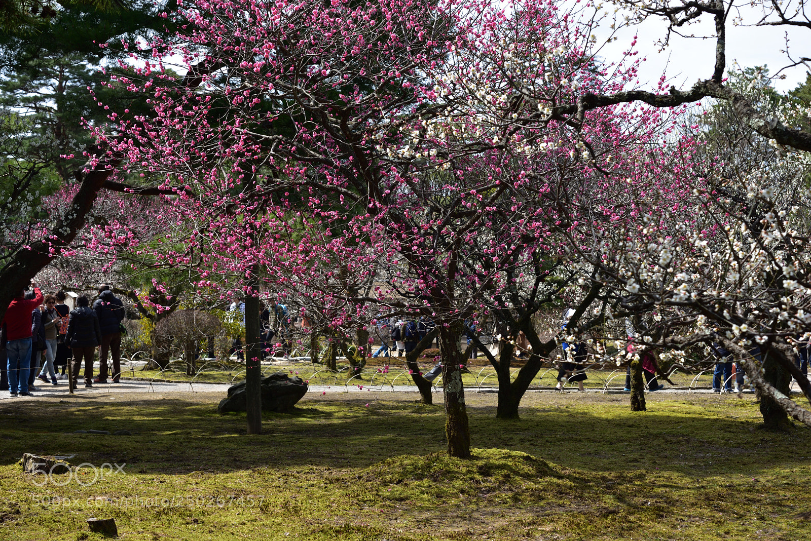 Nikon AF-S Micro-Nikkor 60mm F2.8G ED sample photo. 梅園 兼六園 金沢 photography