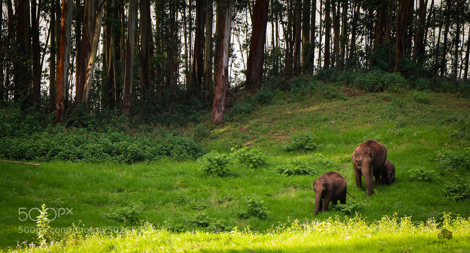 Canon EOS 80D sample photo. Mother and her cubs photography