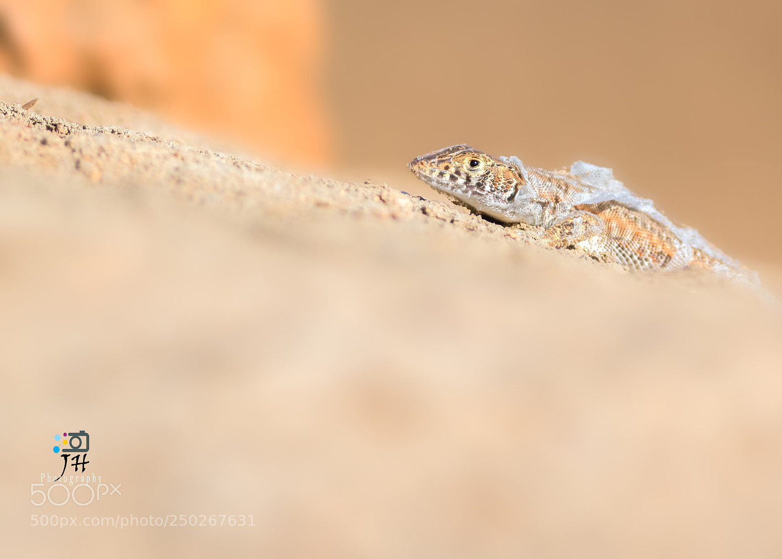 Canon EOS 70D sample photo. Indian fringed lizard photography