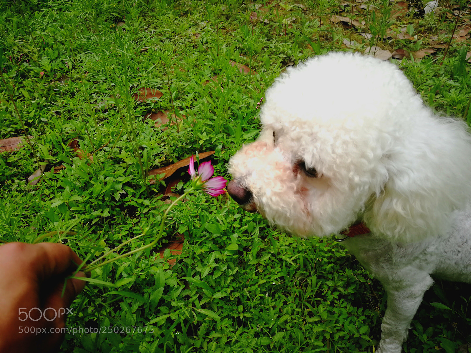 HUAWEI P10 Plus sample photo. Doggie flower photography