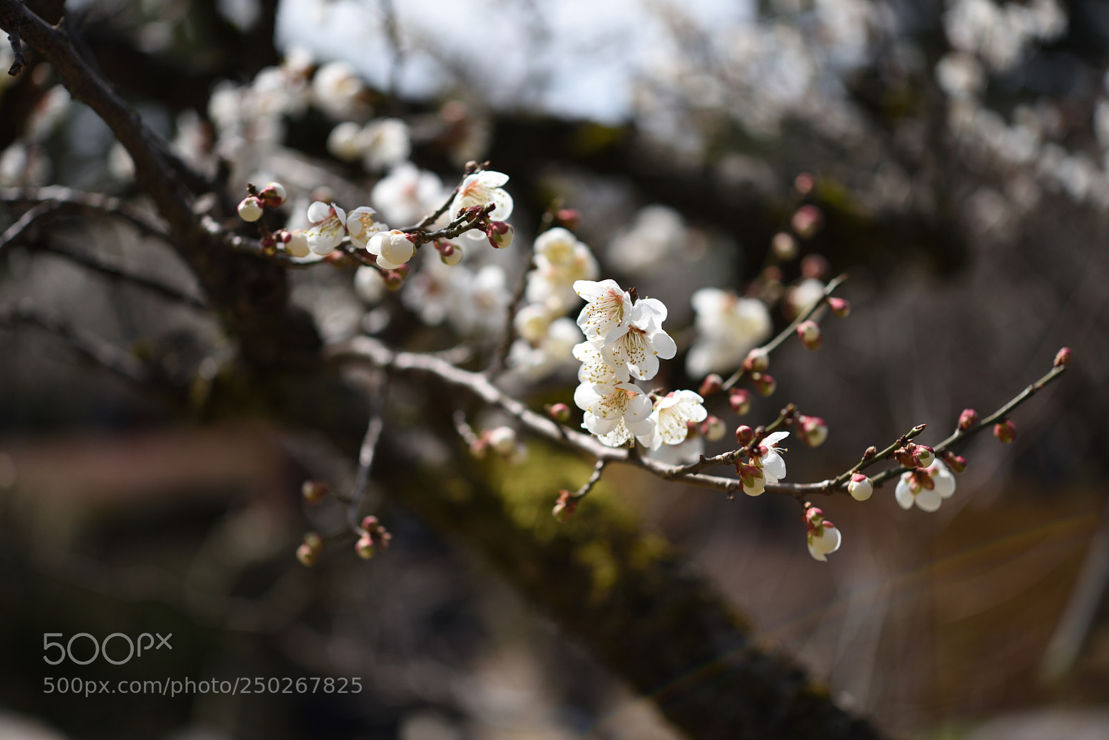 Nikon AF-S Micro-Nikkor 60mm F2.8G ED sample photo. 白梅 兼六園 金沢 photography