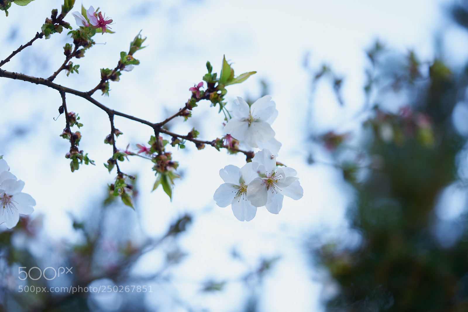 Sony a7 sample photo. Flowers 6262 photography