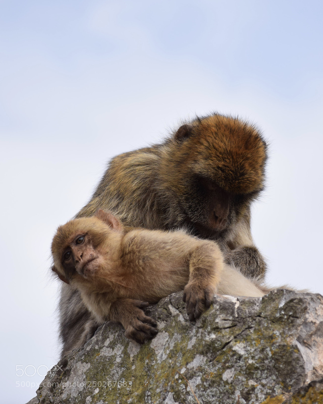 Nikon D5300 sample photo. Rock apes photography