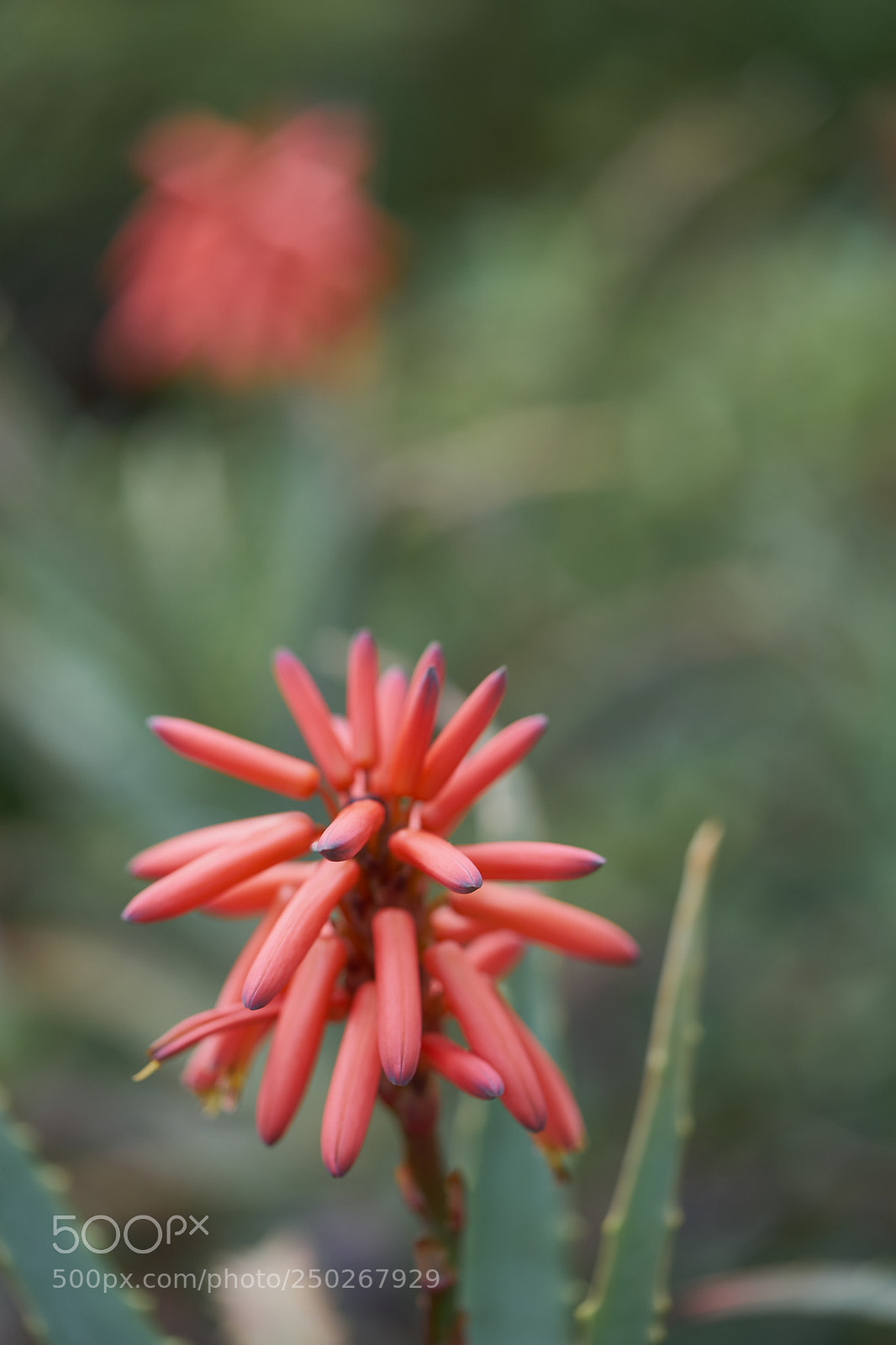 Sony a7 sample photo. Flowers 6263 photography