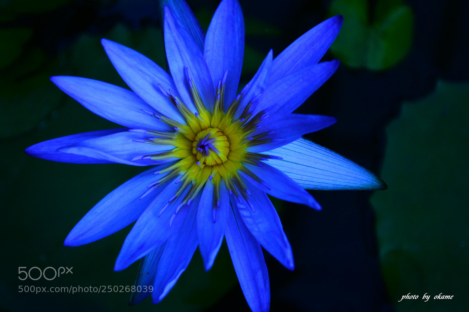 Nikon D5200 sample photo. (water lily flower) photography
