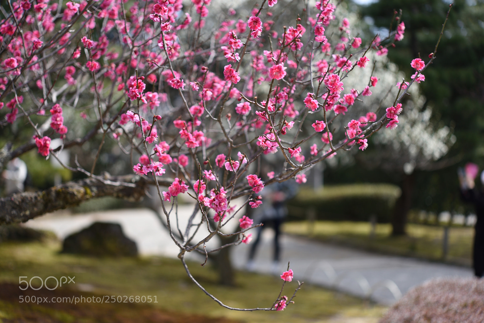 Nikon AF-S Micro-Nikkor 60mm F2.8G ED sample photo. 紅梅 兼六園 金沢 photography