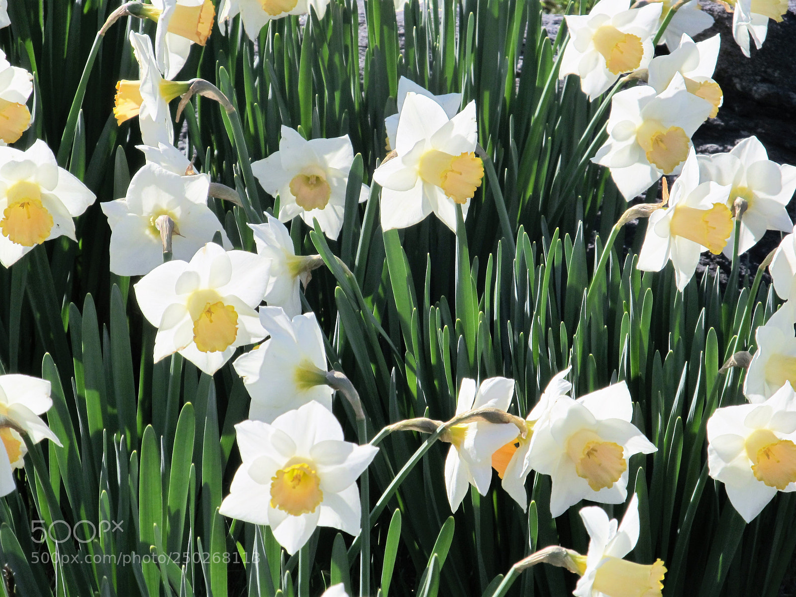 Canon PowerShot SX130 IS sample photo. Daffodils photography