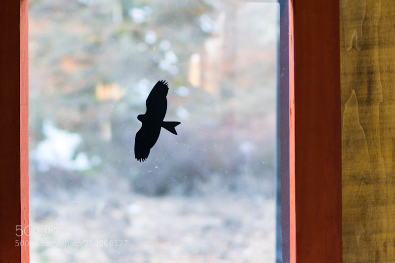 Nikon D5300 sample photo. Window sticker photography
