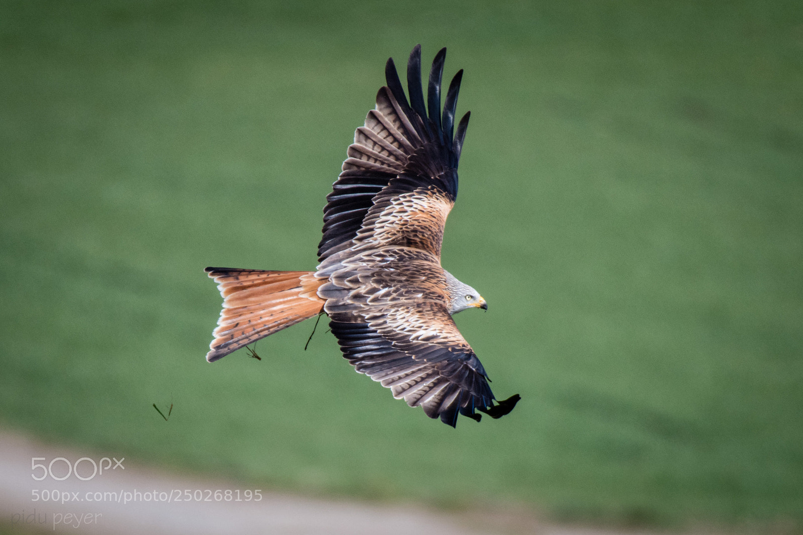 Nikon D5 sample photo. Red kite - rotmilan photography