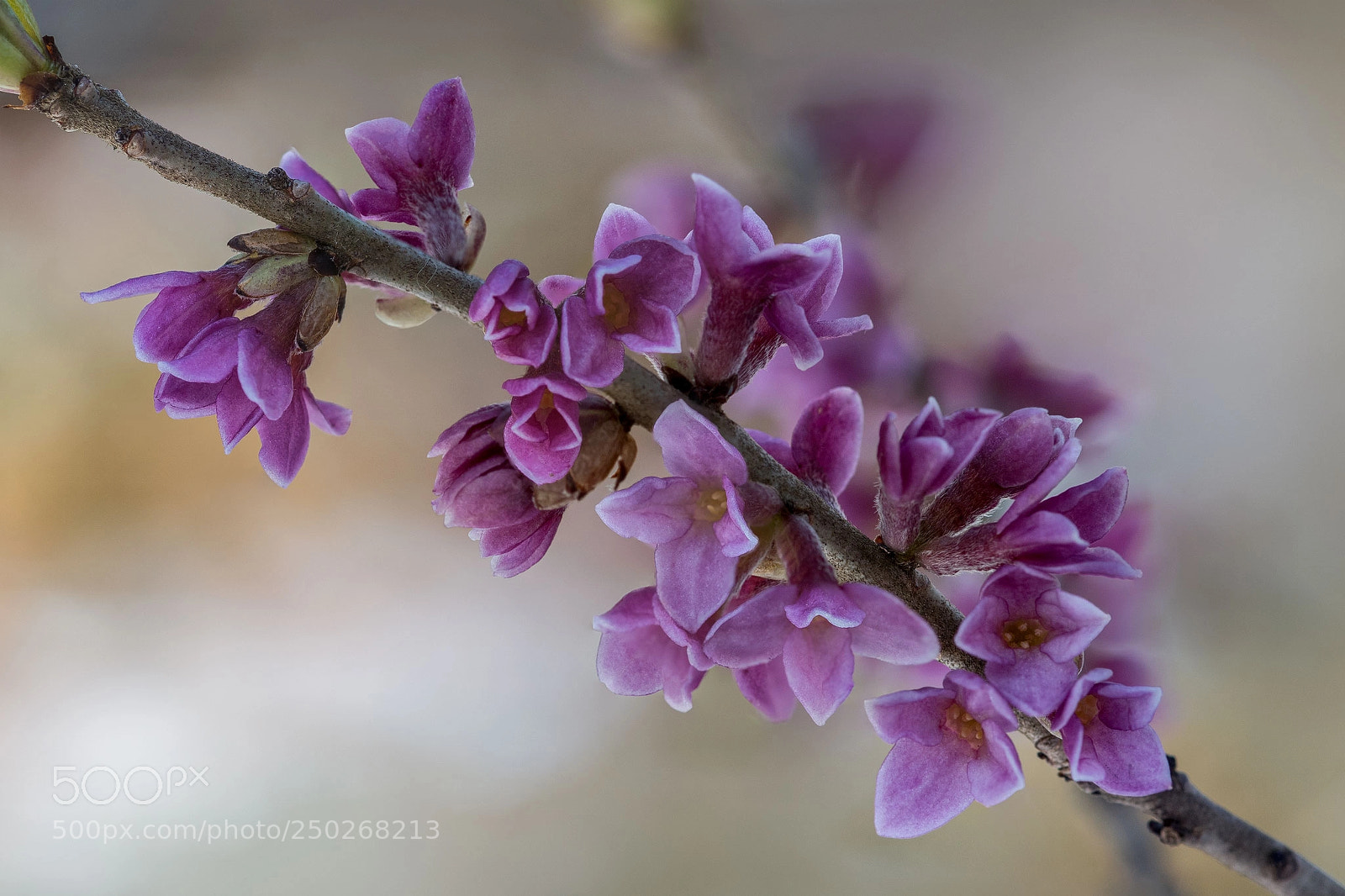 Nikon D500 sample photo. First colors photography