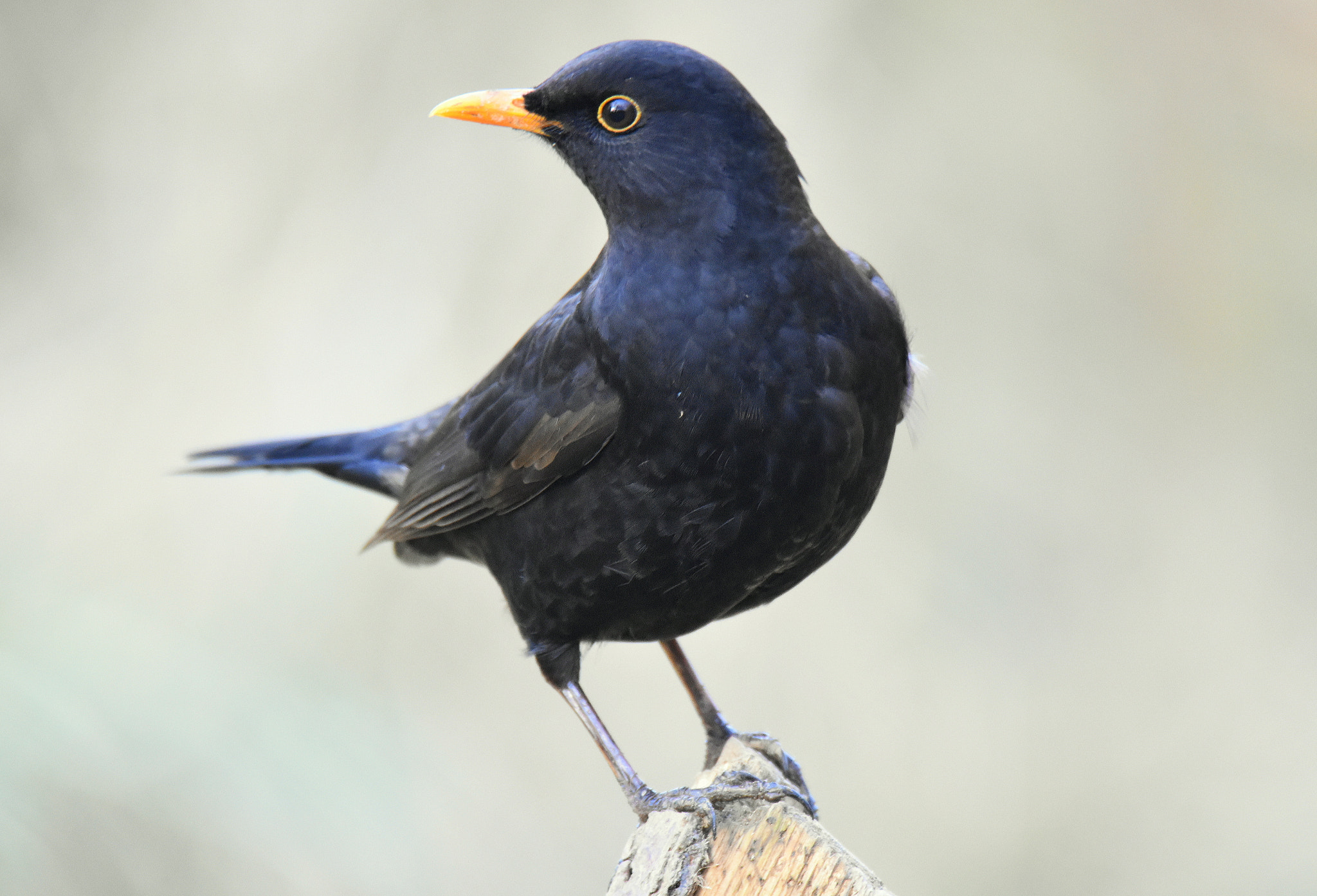 Nikon D5500 sample photo. Blackbird photography