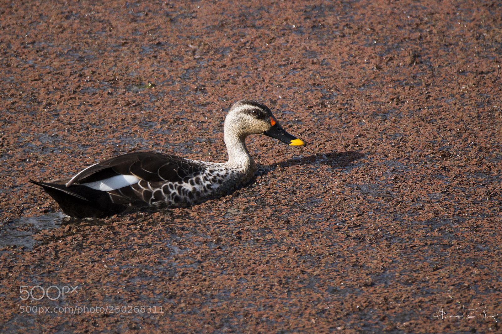 Canon EOS 70D sample photo. Indian spot-billed  duck   photography