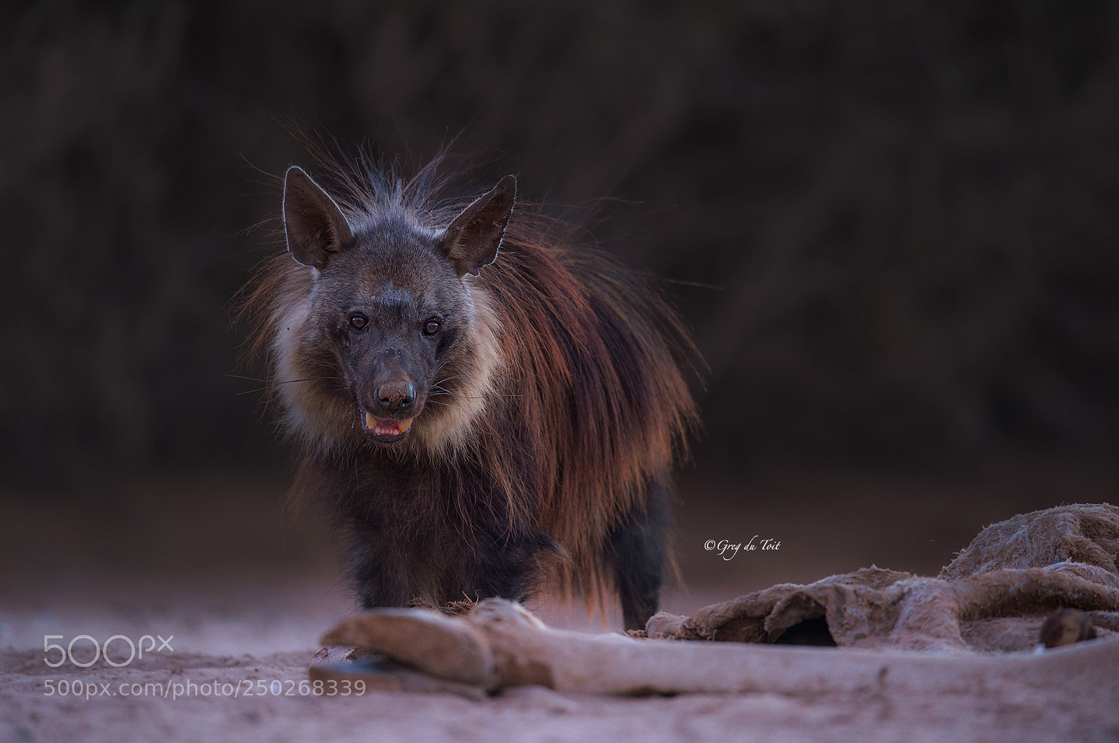 Nikon D4S sample photo. Brown hyena photography