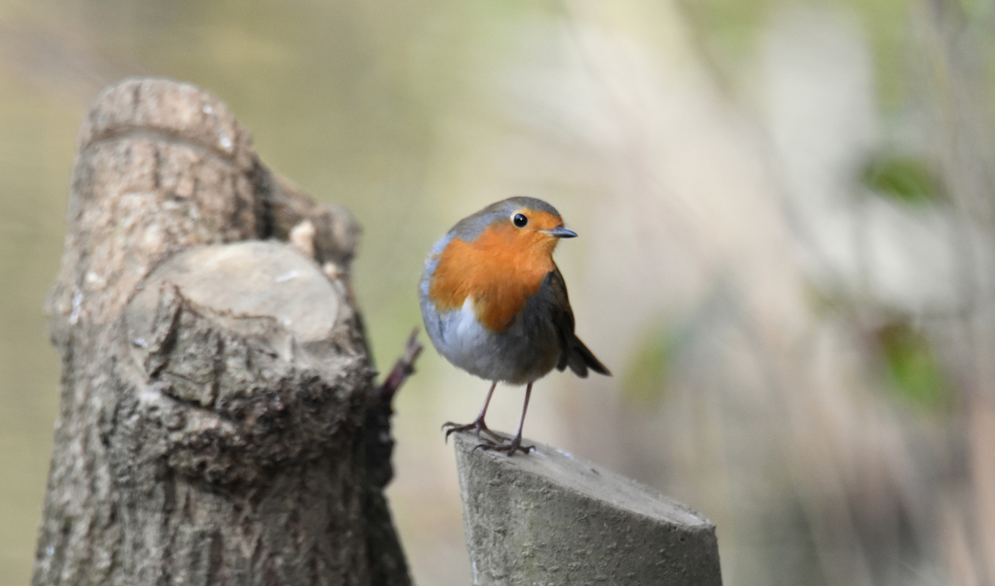 Nikon D5500 sample photo. Robin photography