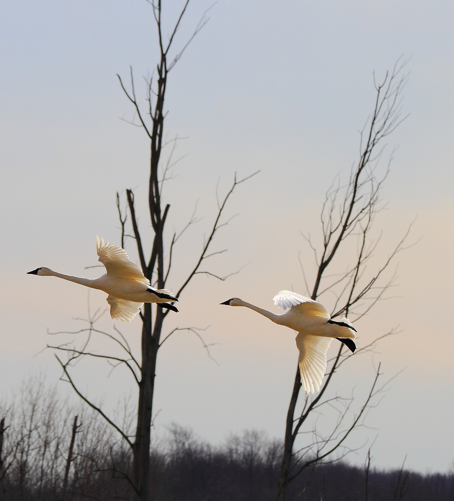 Canon EOS 7D + Sigma 150-600mm F5-6.3 DG OS HSM | C sample photo. Tundra swans photography