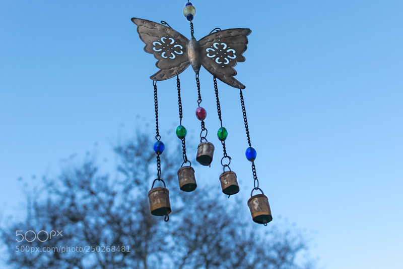 Nikon D5300 sample photo. Butterfly carrillon photography