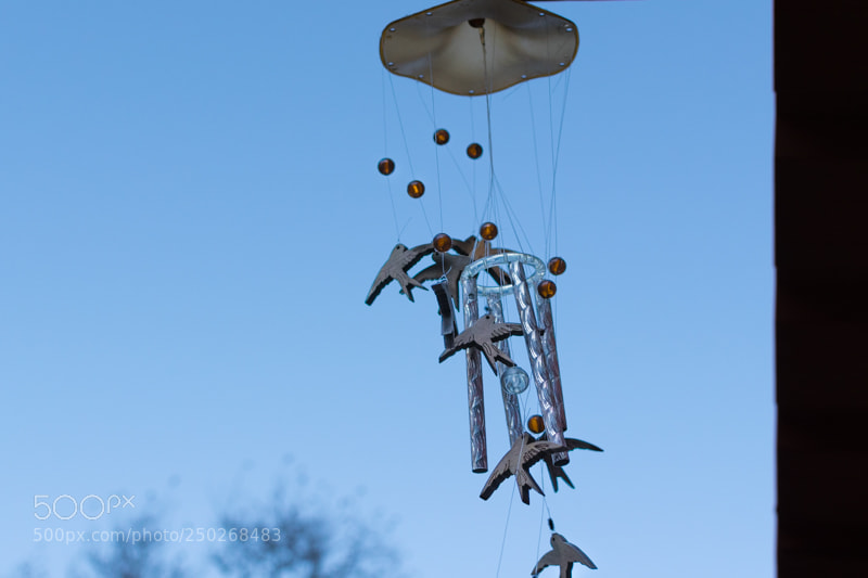 Nikon D5300 sample photo. Birds carrillon photography