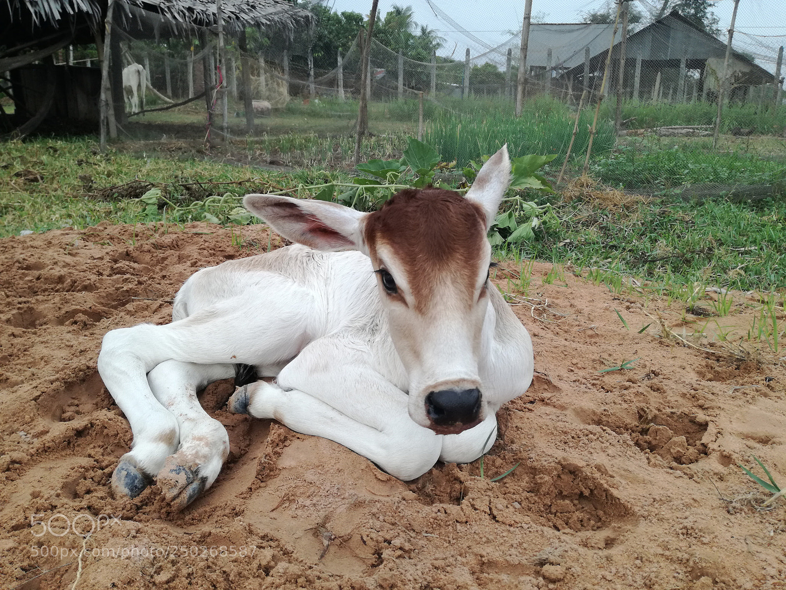 HUAWEI P9 LITE sample photo. My little cow just photography