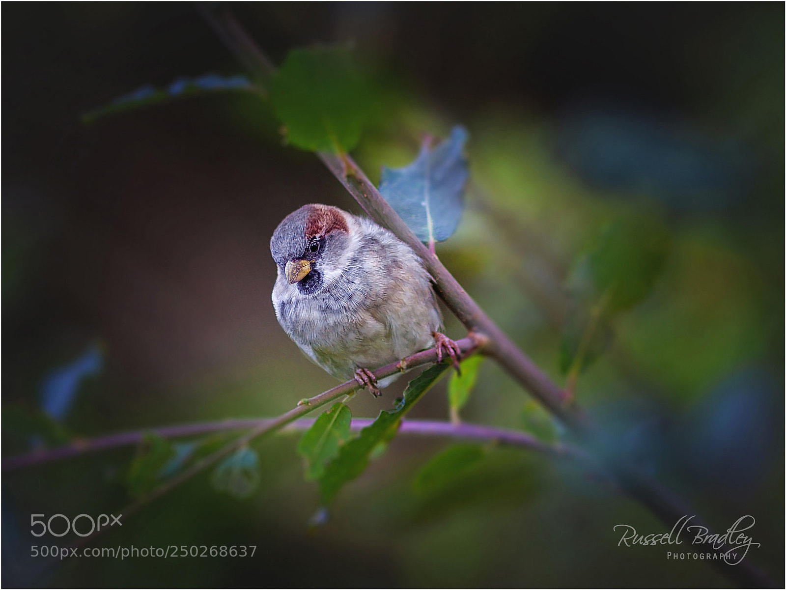 Canon EOS 5D Mark II sample photo. House sparrow (i think) photography