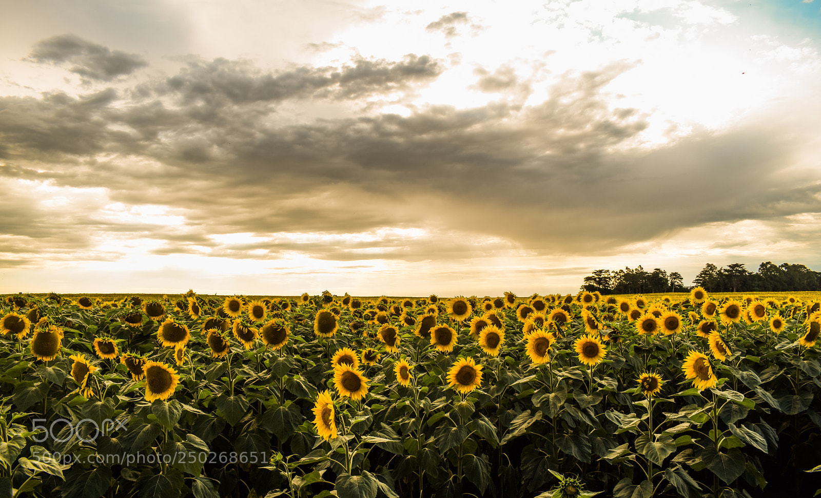 Nikon D5300 sample photo. Sunflowers photography