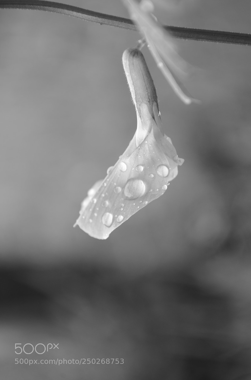 Nikon D5100 sample photo. Don't cry for me photography