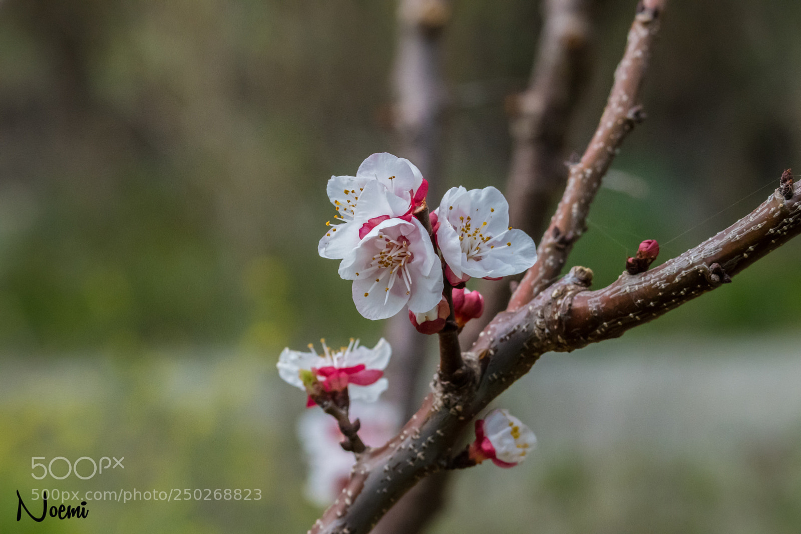 Nikon D500 sample photo. Spring is here photography