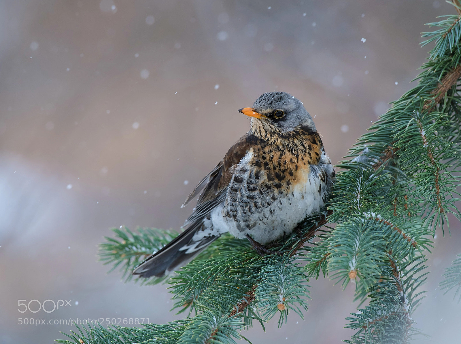 Nikon D850 sample photo. Bird thrush photography