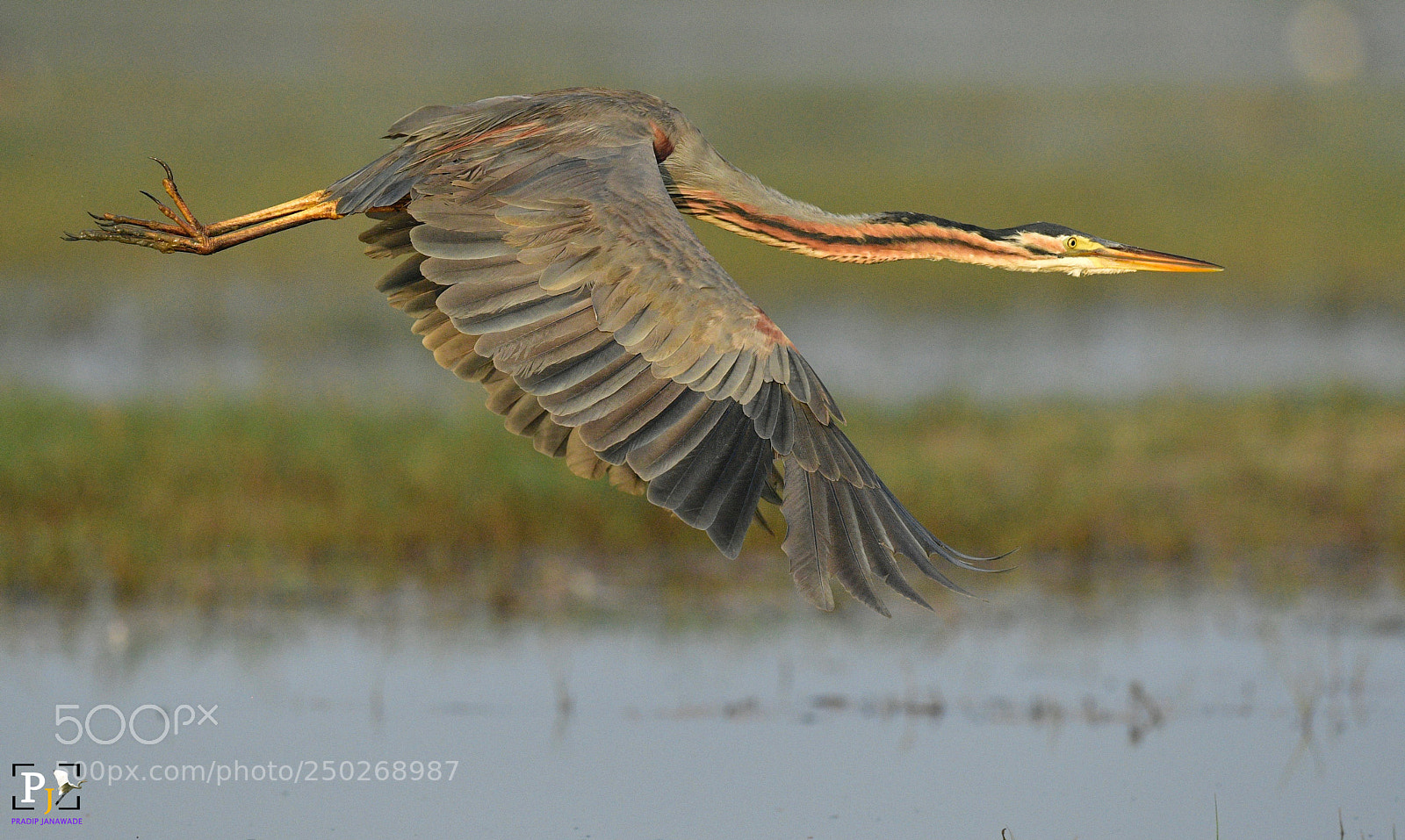 Nikon D5 sample photo. Purple heron photography