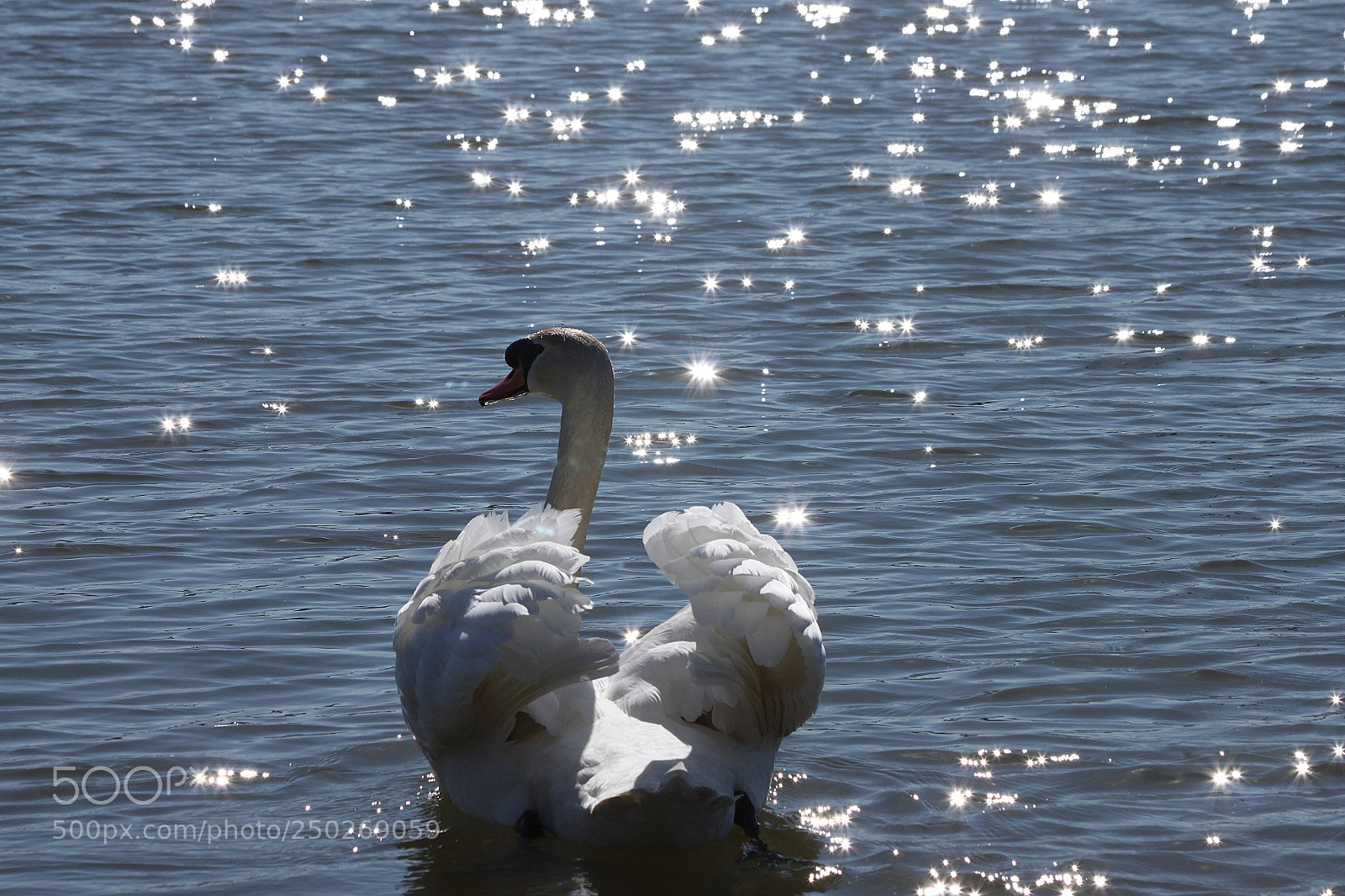Canon EOS 500D (EOS Rebel T1i / EOS Kiss X3) sample photo. Luciole! photography