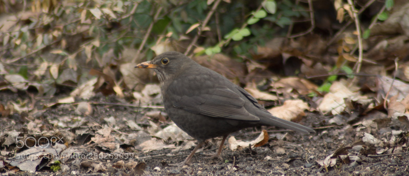 Sony SLT-A65 (SLT-A65V) sample photo. Bird on the floor photography