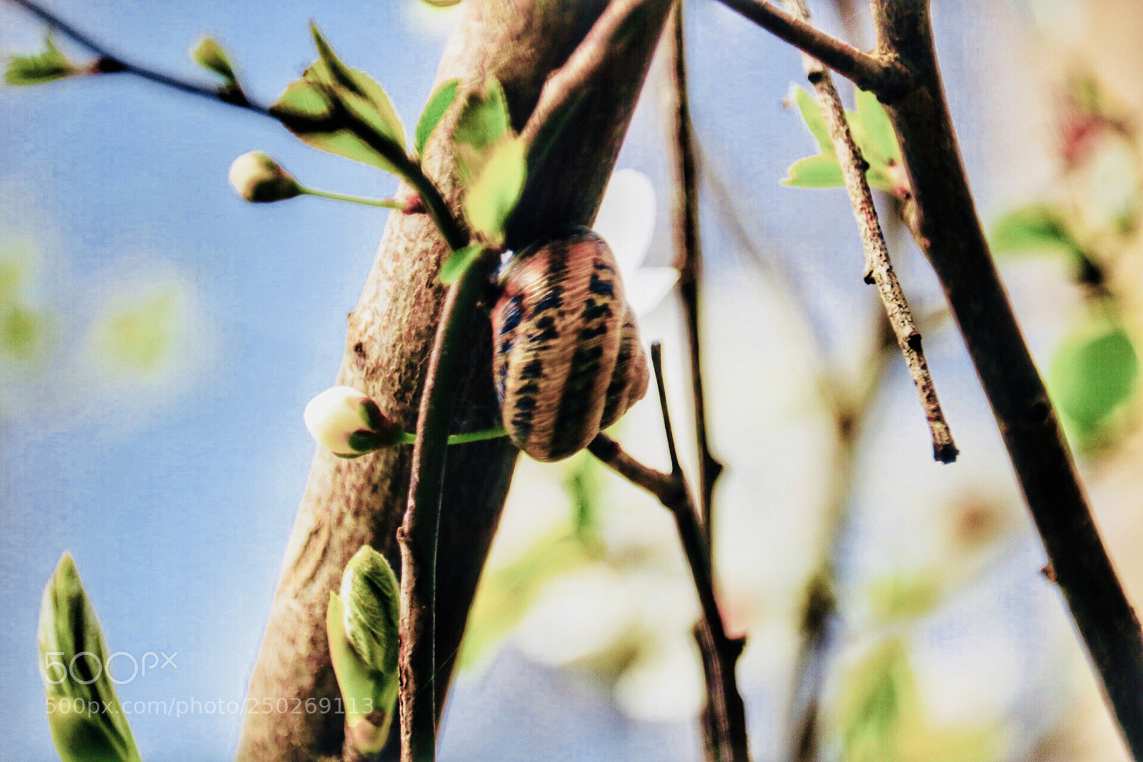 Canon EOS 750D (EOS Rebel T6i / EOS Kiss X8i) sample photo. Snail photography