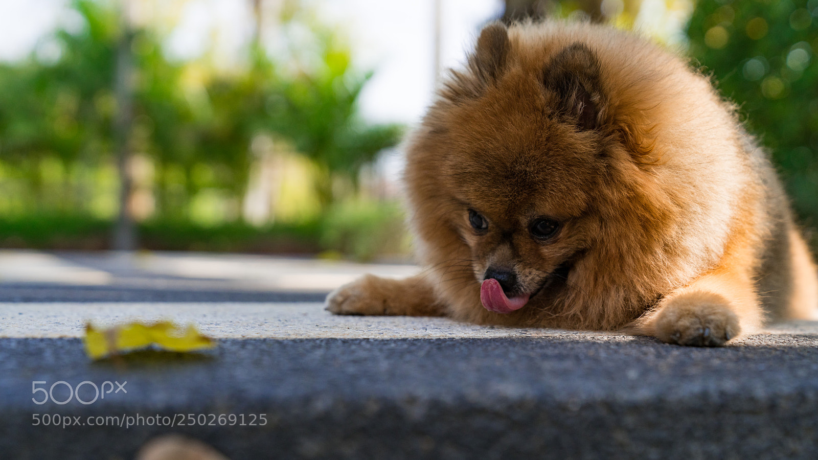 Sony a7R III sample photo. I'm hungry photography