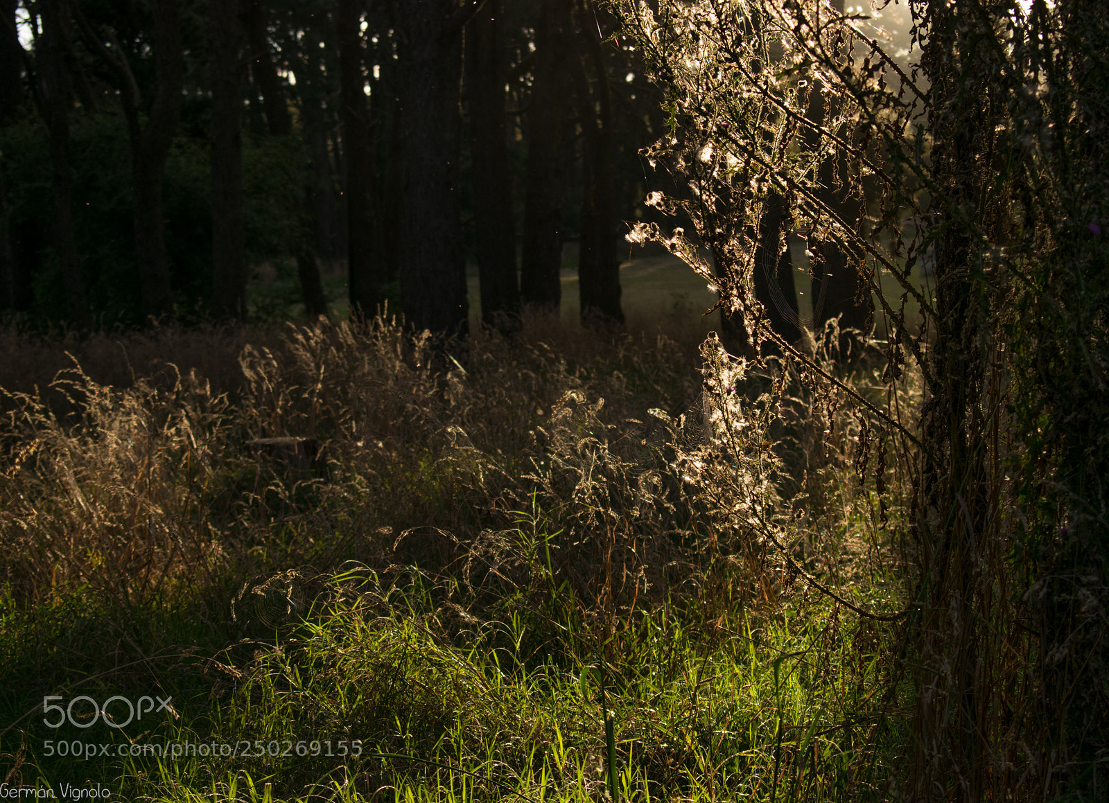 Nikon D5300 sample photo. Atardecer campestre photography