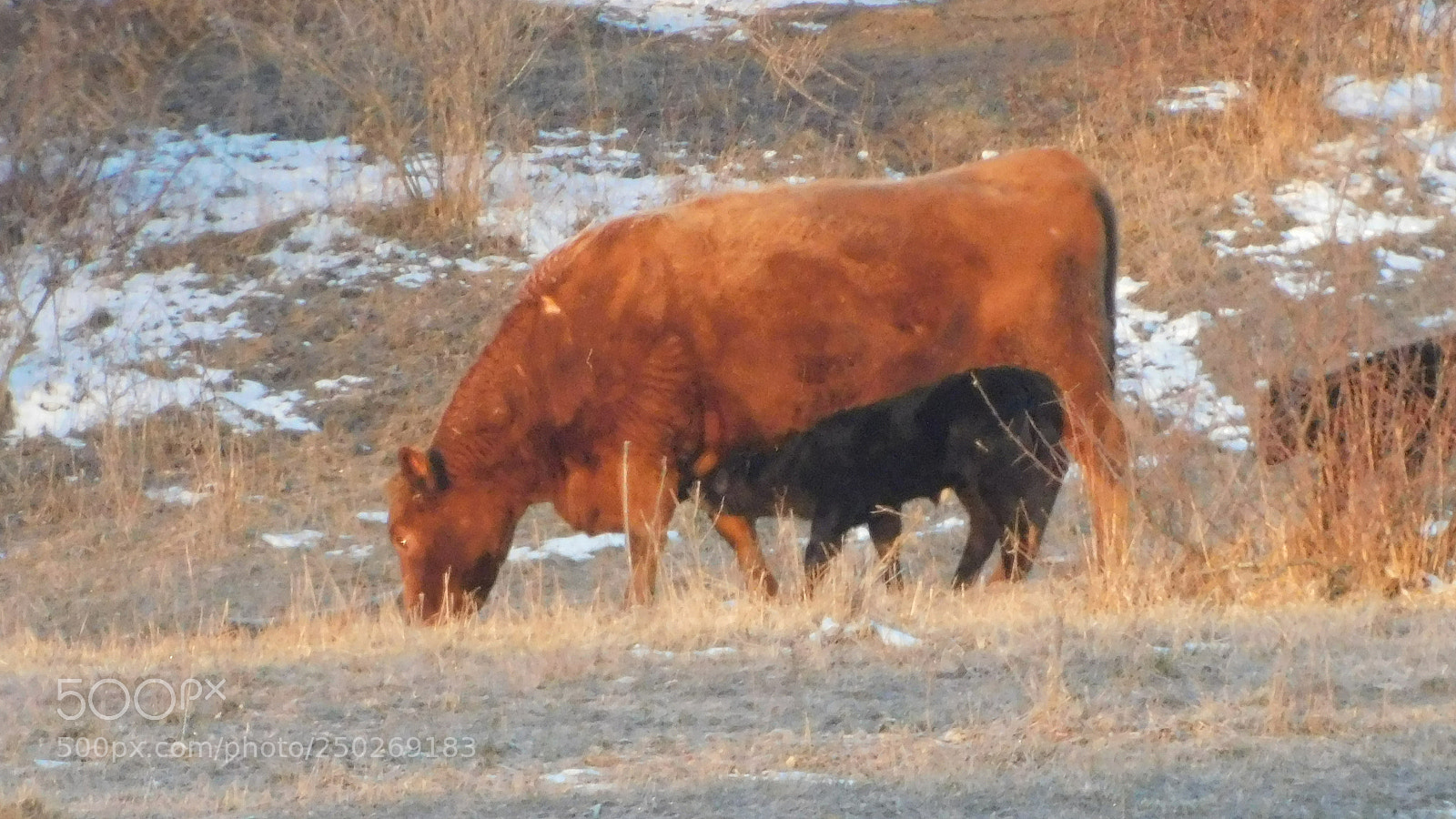 Nikon Coolpix B500 sample photo. Young calf with his photography