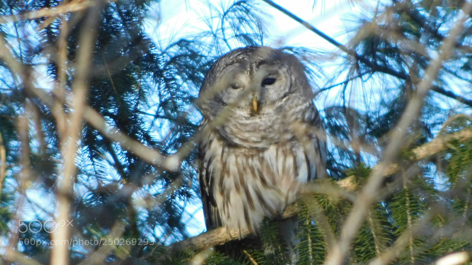 Nikon Coolpix B500 sample photo. ()owl peeking out! photography