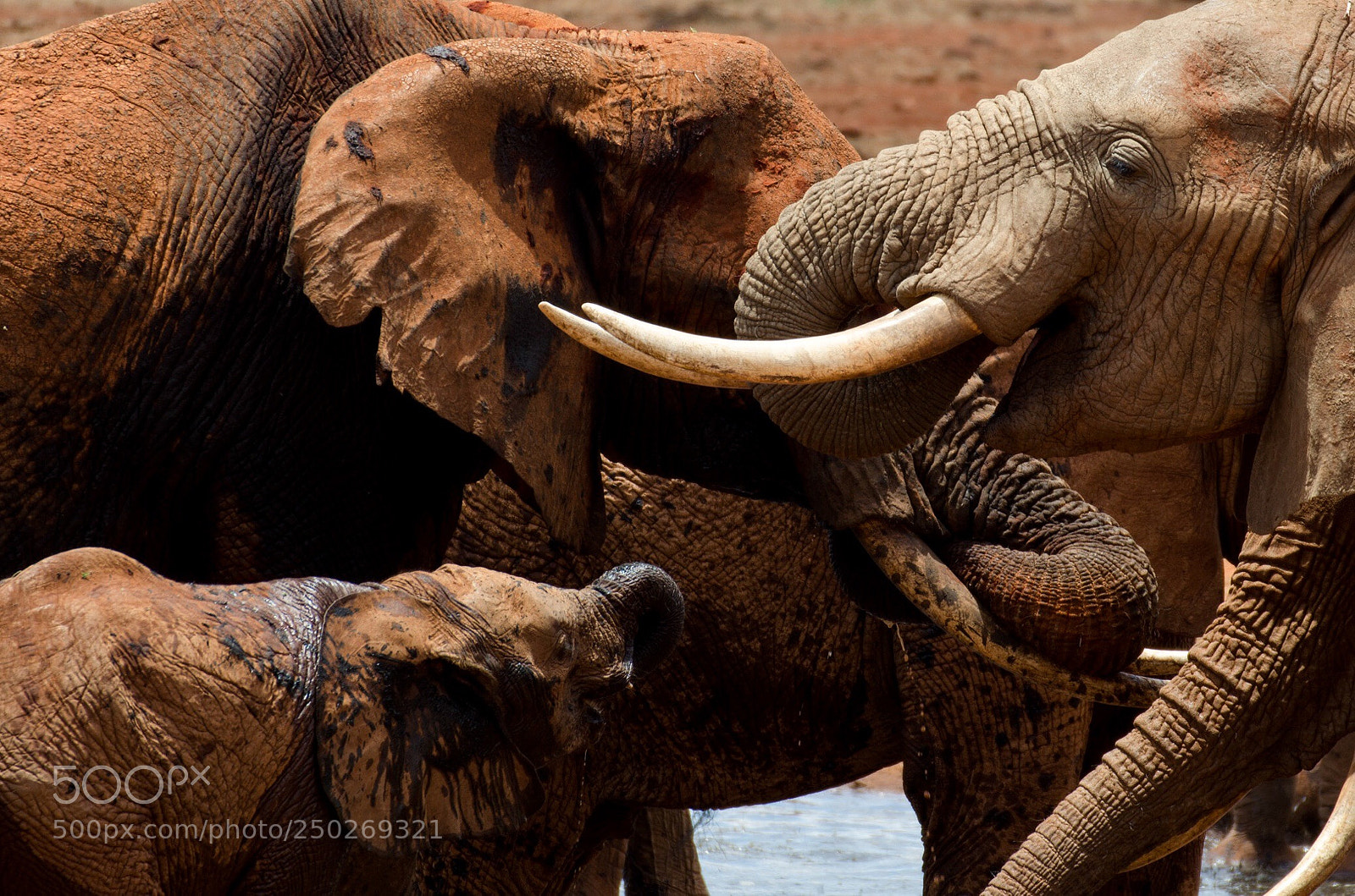 Nikon D5100 sample photo. Remembers of africa photography