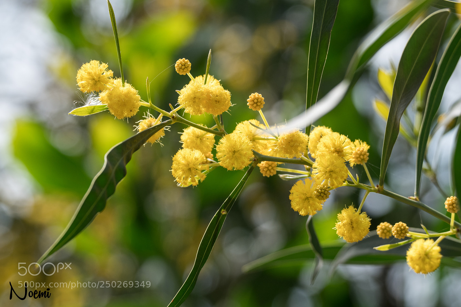Nikon D500 sample photo. The city is yellow photography