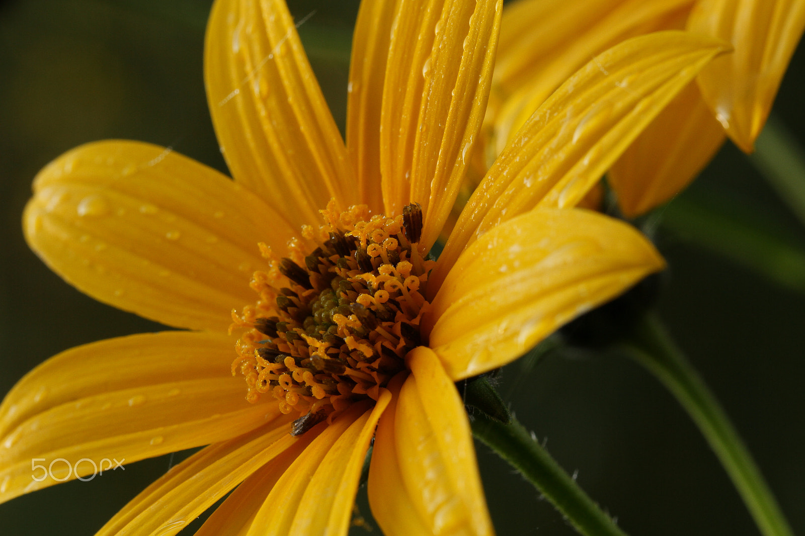 Canon EF 100mm F2.8L Macro IS USM sample photo. Sorting photography