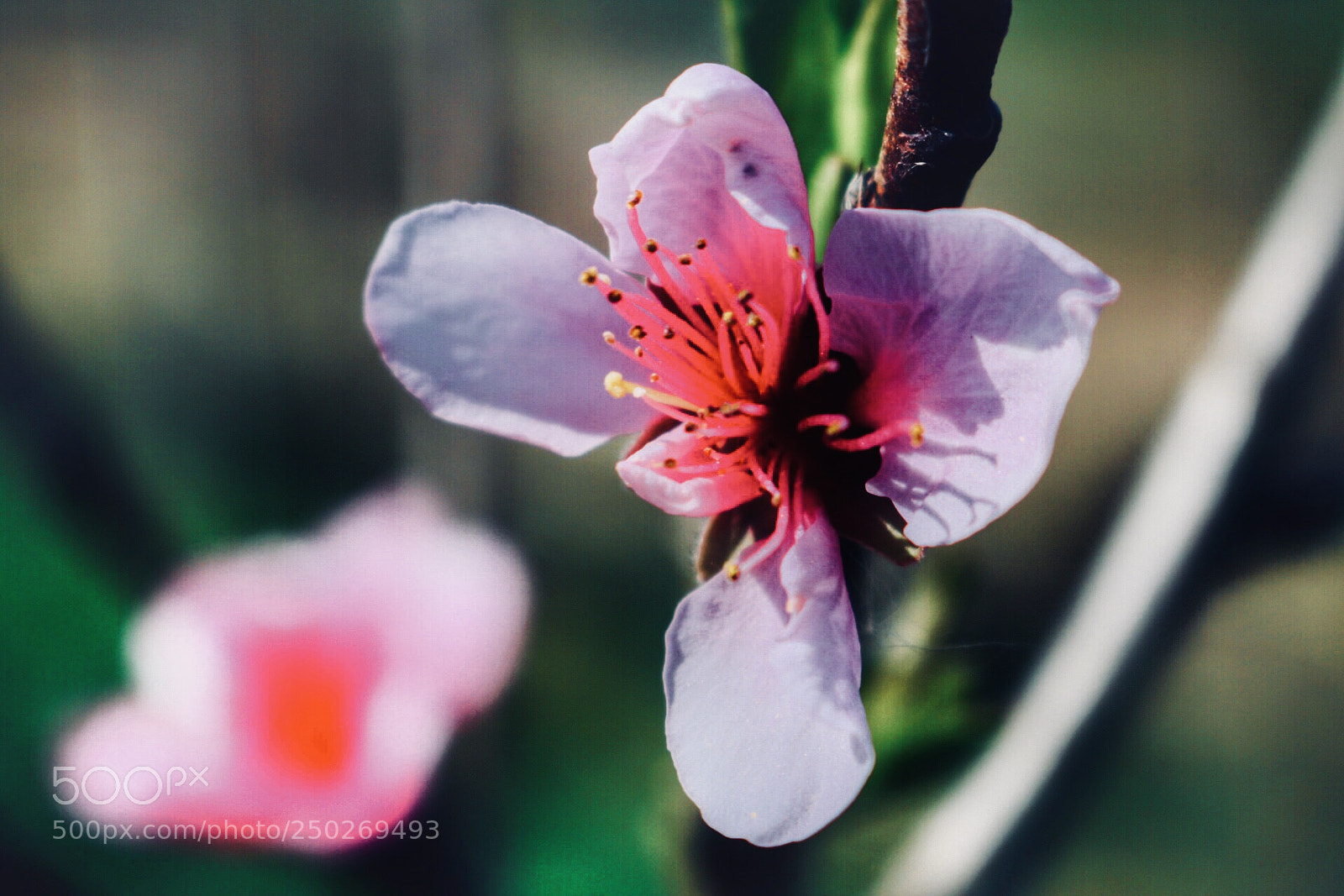Canon EOS 750D (EOS Rebel T6i / EOS Kiss X8i) sample photo. Blossom photography