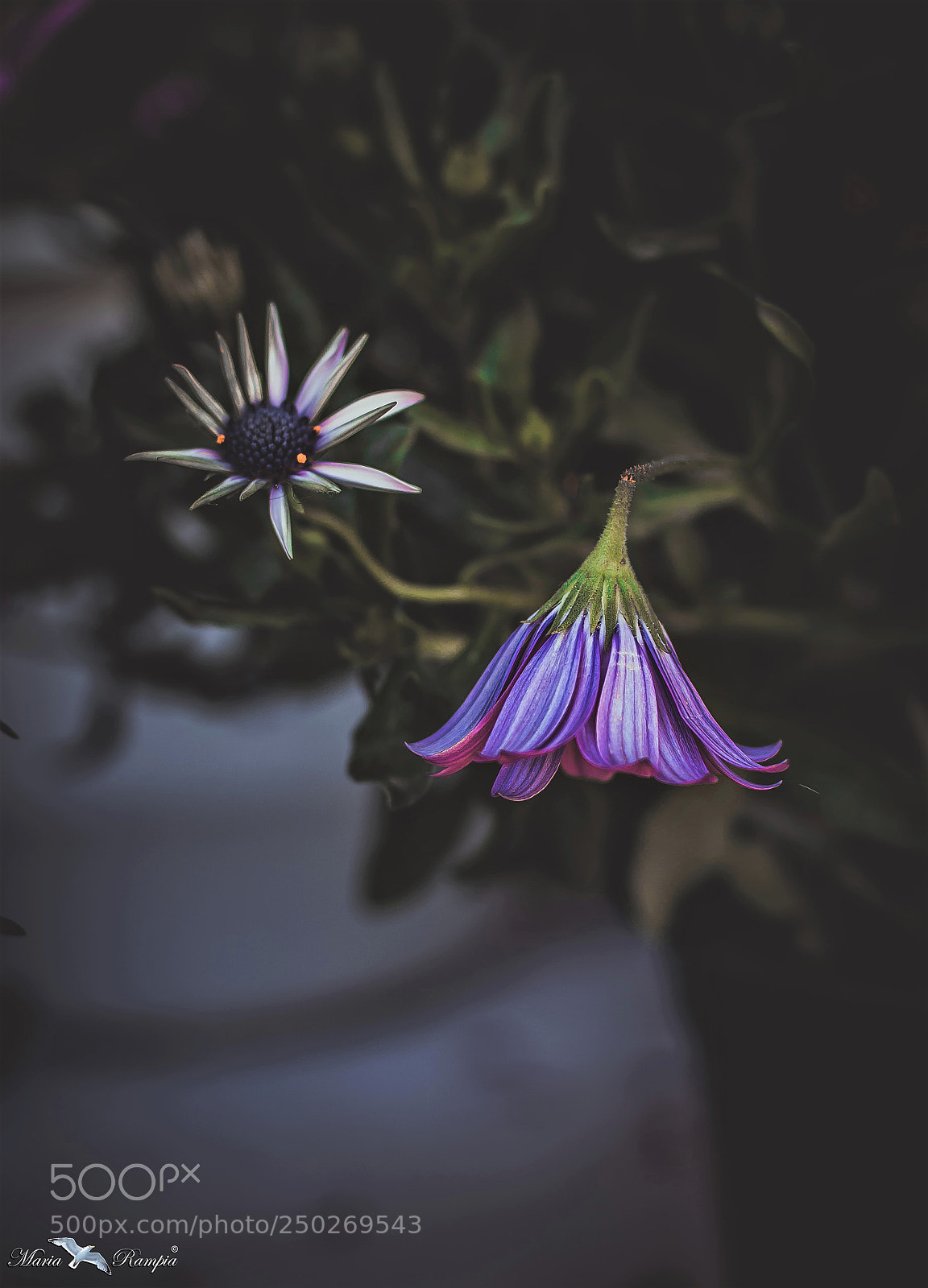 Canon EOS 70D sample photo. Sleepy... photography