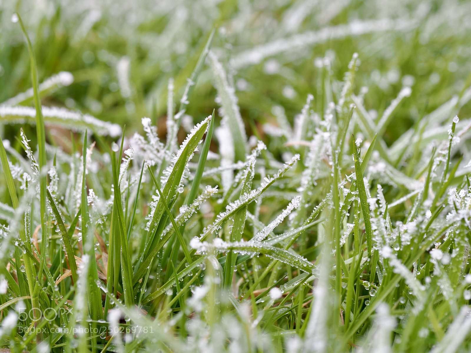 Olympus OM-D E-M10 II sample photo. Frost covered  photography