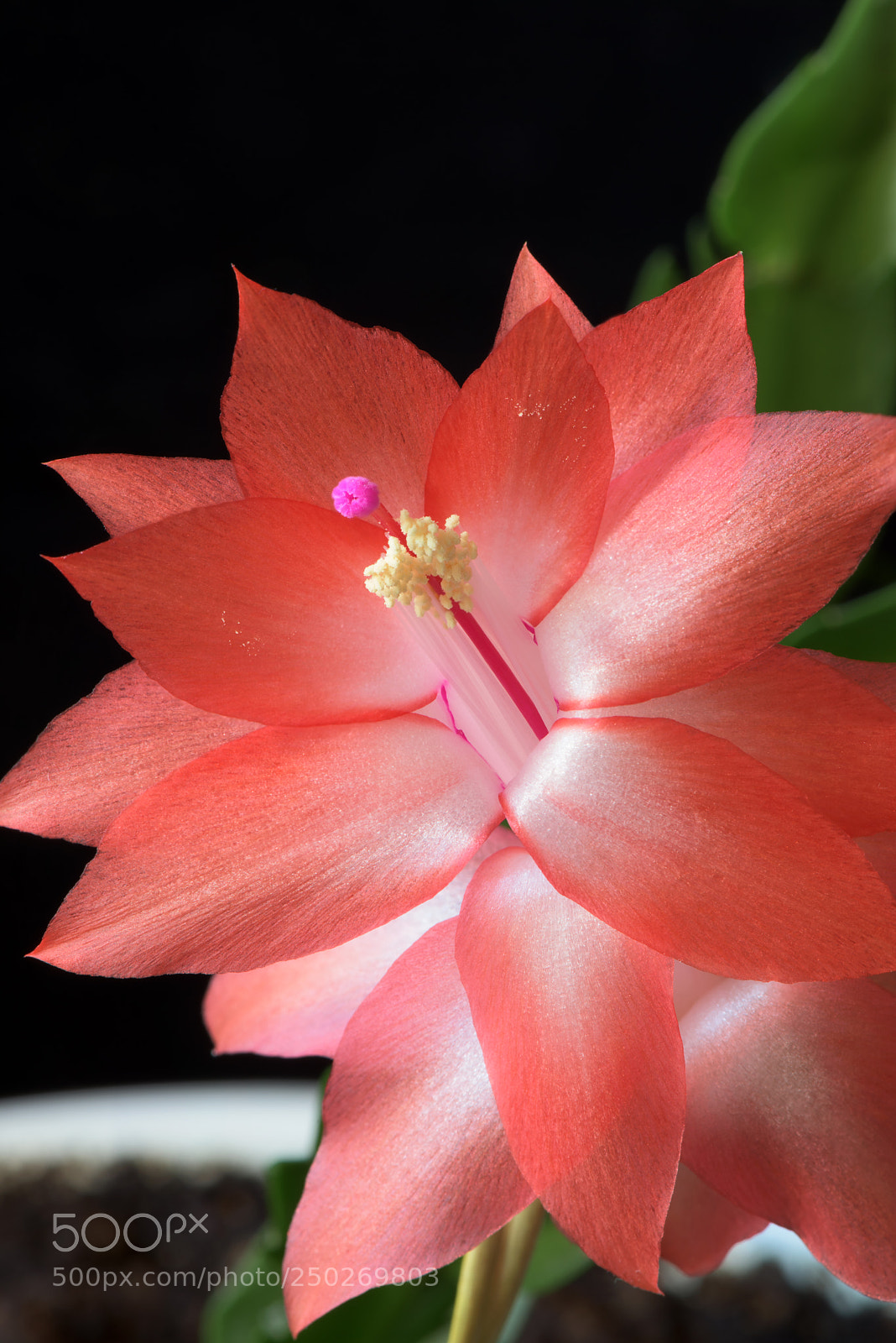 Nikon D810 sample photo. Beautiful cactus flower photography
