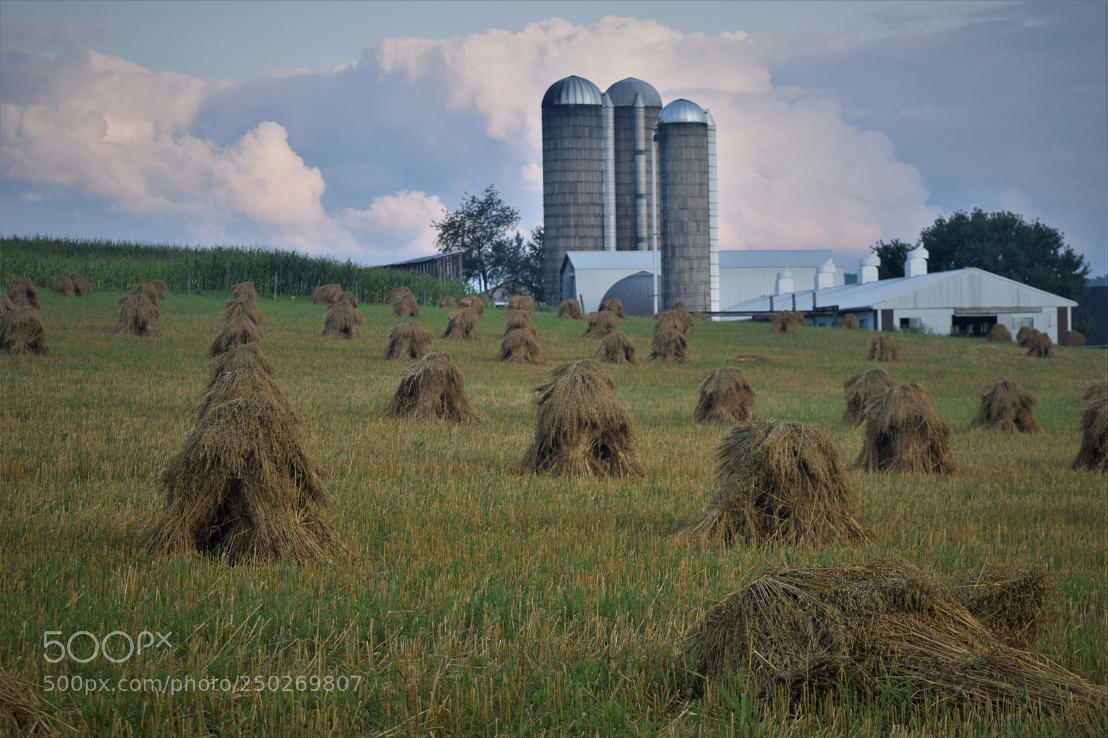 Nikon D3300 sample photo. Amish harvest photography